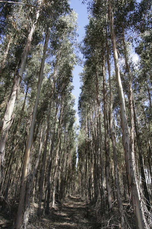 Albany Plantation Forest Company