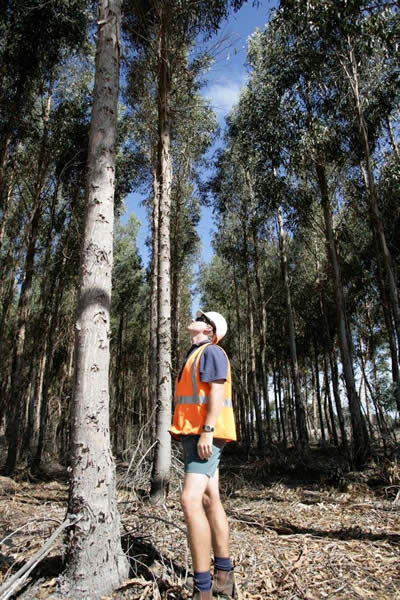 Bluegum Plantation
