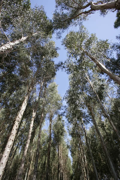 Albany Plantation Forest Company - mature bluegum plantation