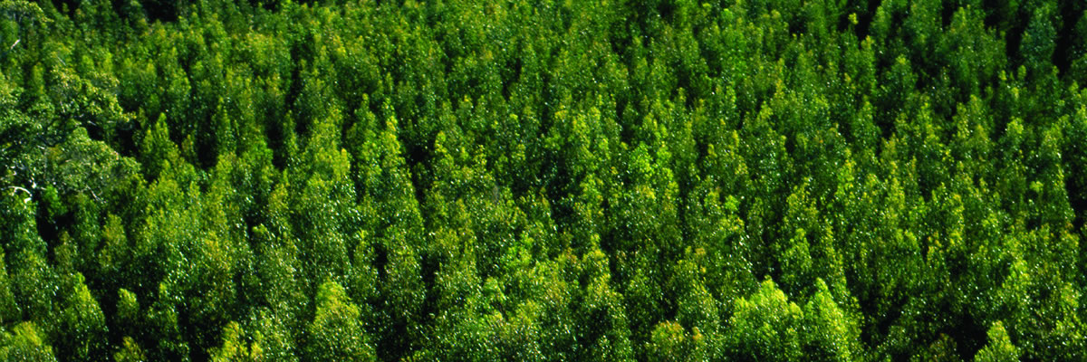 Sustainability